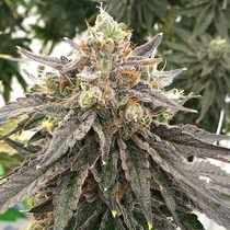 Mouse Trap Regular (Rare Dankness Seeds) Cannabis Seeds
