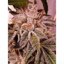 Melted Oreoz Feminized ( Holy Smoke Seeds ) Cannabis Seeds