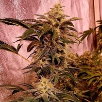 I I Gucci (Holy Smoke Seeds) Cannabis Seeds