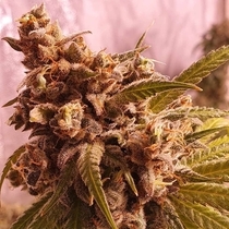 Gold Teeth (Holy Smoke Seeds) Cannabis Seeds