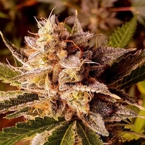 Banana Double Mac (Holy Smoke Seeds) Cannabis Seeds