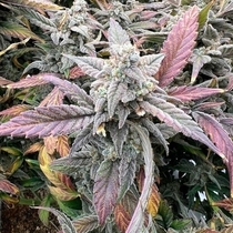 Strawberry Milk and Qookies Remix Auto (Night Owl Seeds) Cannabis Seeds