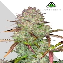 Blue Dream Auto (Auto Seeds) Cannabis Seeds