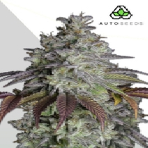 Do Si Dos Auto (Auto Seeds) Cannabis Seeds