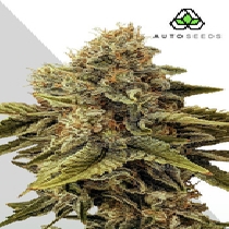 Godfather OG Auto (Auto Seeds) Cannabis Seeds
