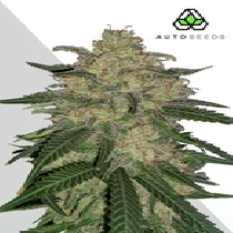 Mango Cookies Auto  (Auto Seeds) Cannabis Seeds