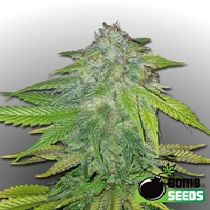 Ghost Train Bomb (Bomb Seeds) Cannabis Seeds