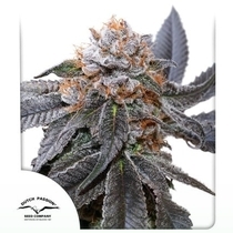Blue Zushi (Dutch Passion seeds) Cannabis Seeds