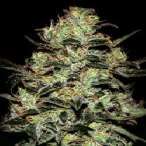 Moby Dick (Green House Seeds) Cannabis Seeds