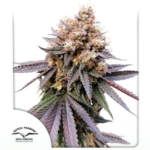 GMO Fast (Dutch Passion Seeds) Cannabis Seeds