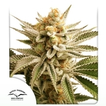 Lemon Z  (Dutch Passion Seeds) Cannabis Seeds