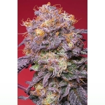 Zerberry Feminised ( Grounded Genetics) Cannabis Seeds