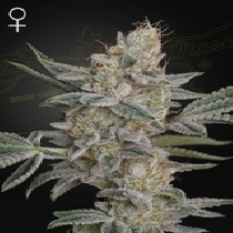 Super Lemon Haze x RS11 (Green House Seeds) Cannabis Seeds