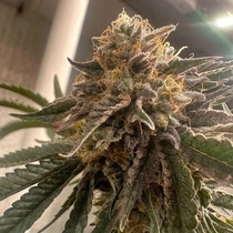 Pink Waferz 2.0 (Conscious Genetics ) Cannabis Seeds