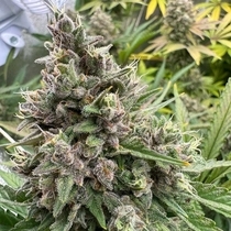 Pink Quavers (Conscious Genetics) Cannabis Seeds