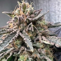 Pink Zheez (Conscious Genetics) Cannabis Seeds