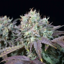 Blue Gem ( Paradise Seeds ) Cannabis Seeds