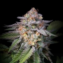 Highway 66 (Paradise Seeds) Cannabis Seeds