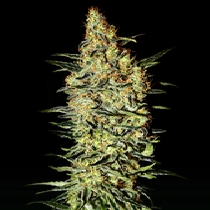 Nevilles Haze (Green House Seeds) Cannabis Seeds