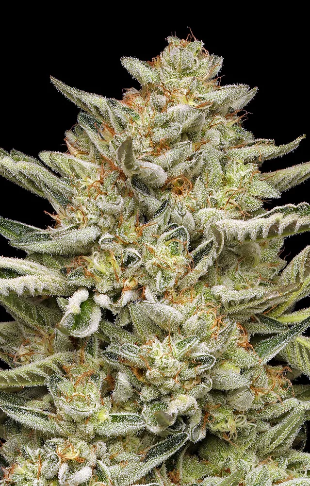 OG Kush TRIPLOID Feminised   (Discreet Seeds ) Cannabis Seeds