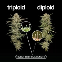 Orange Runtz Triploid Feminised (Discreet Seeds) Cannabis Seeds