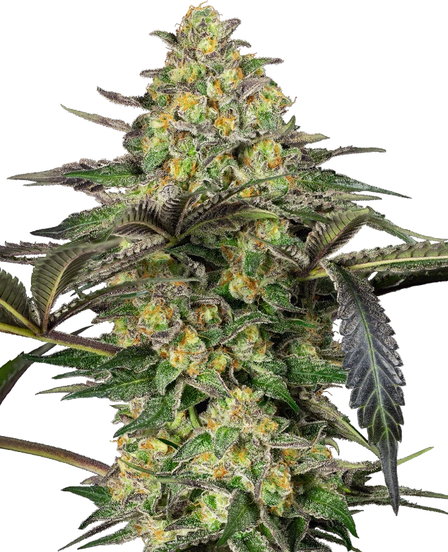 Platinium Triploid Feminised (Discreet Seeds) Cannabis Seeds