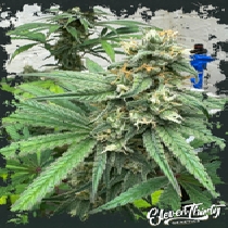 Blue Zlushi ( ElevenThirty Genetics ) Cannabis Seeds