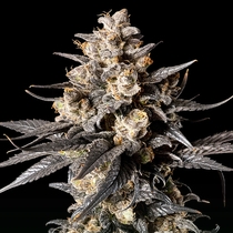 Apple Bananas (00 Seeds) Cannabis Seeds