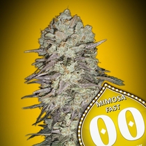 Mimosa Fast (00 Seeds) Cannabis Seeds