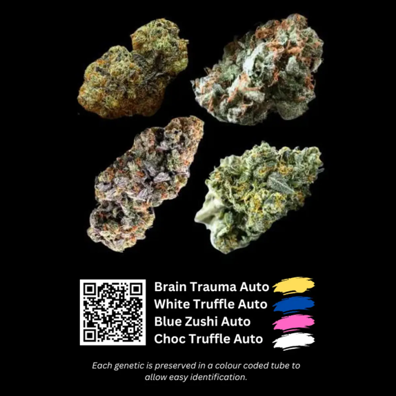 Autoflowering Collection (Terps farms) Cannabis Seeds