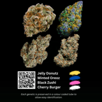 Feminized Collection (Terp Farms) Cannabis Seeds