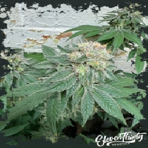 Blue Zlushi Autoflowering (ElevenThirty Genetics) Cannabis Seeds