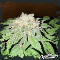 Cake Budder (ElevenThirty Genetics) Cannabis Seeds