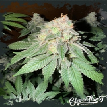 Cake Budder autoflowering (ElevenThirty Genetics) Cannabis Seeds