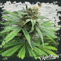 Cheese Wizard (ElevenThirty Genetics) Cannabis Seeds