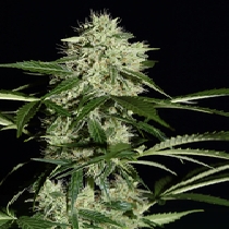 NL Automatic (Green House Seeds) Cannabis Seeds