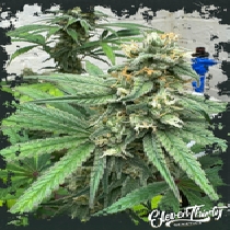 Cheese Wizard autoflowering (ElevenThirty Genetics) Cannabis Seeds