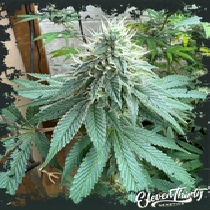 CURDZ (ElevenThirty Genetics) Cannabis Seeds