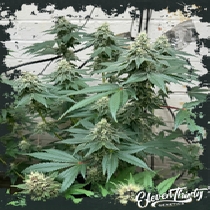 CURDZ autoflowering (ElevenThirty Genetics) Cannabis Seeds