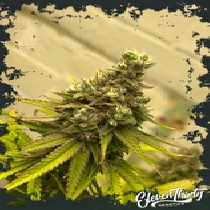 Dawg Fartz autoflowering (ElevenThirty Genetics) Cannabis Seeds