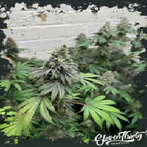 Double Scoop (ElevenThirty Genetics) Cannabis Seeds