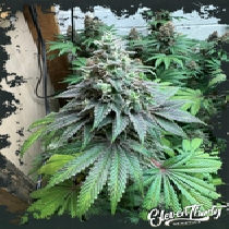 Double Scoop autoflowering (ElevenThirty Genetics) Cannabis Seeds