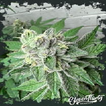 Garlic Budder (ElevenThirty Genetics) Cannabis Seeds