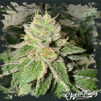 Garlic Budder autoflowering(ElevenThirty Genetics) Cannabis Seeds