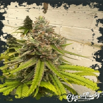Habanero OG (ElevenThirty Genetics) Cannabis Seeds