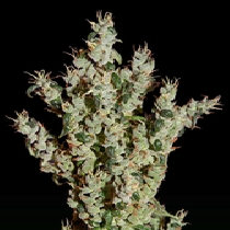 NL5 Haze Mist (Green House Seeds) Cannabis Seeds