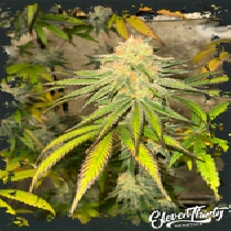 Habanero OG autoflowering (ElevenThirty Genetics) Cannabis Seeds