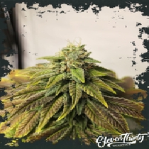 Highlighterz autoflowering (ElevenThirty Genetics) Cannabis Seeds