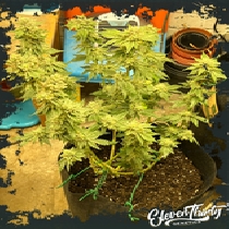 Kerosene Cookies autoflowering (ElevenThirty Genetics) Cannabis Seeds