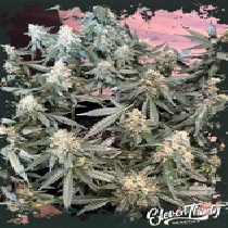 Lung Ztrikez autoflowering (ElevenThirty Genetics) Cannabis Seeds